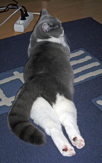 开云体育在线-当防守艺术家化身决胜画笔，小贾伦用进攻美学浇灭老鹰